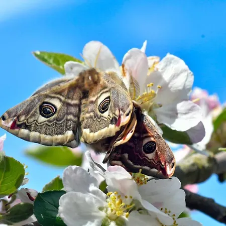 Rifugio Cinque Terre مزرعة للإقامة Biassa