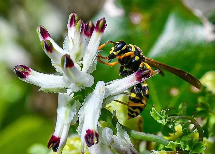 Rifugio Cinque Terre Lantgård *