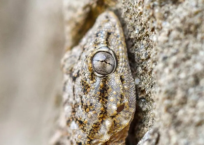 Rifugio Cinque Terre Lantgård *